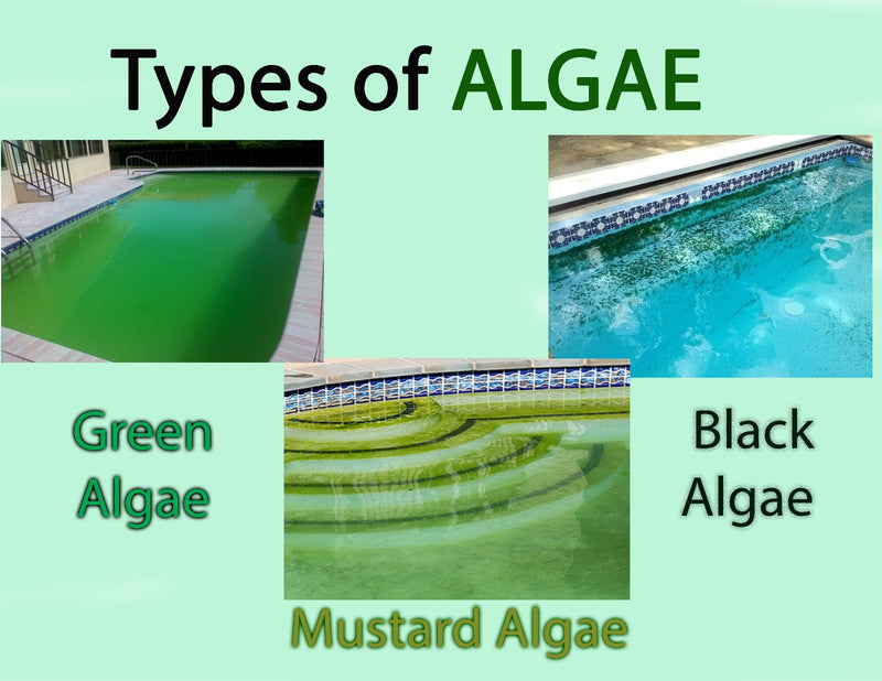 Gallon Nu-Clo Algaecide Liquid Algae Eliminator For Pools 2003